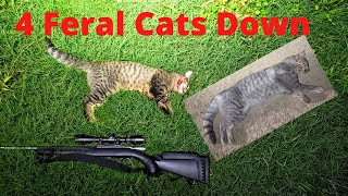 Shooting Cats and Trying To Outsmart The Trap Scratchers Part 1