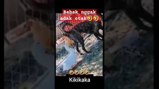 Bebek nggak ada otak🤣🤣🤣