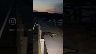 Alligator crossing this evening at Huntington Beach State Park in Murrells Inlet, SC.