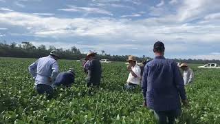 Tour de Campo Rodovia da Soja 2019