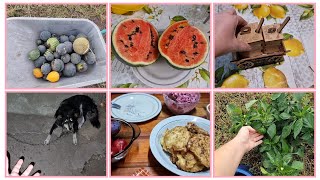 Больше не буду сажать...Арбузы для курочек! Так жалко дерево...Жизнь в частном доме