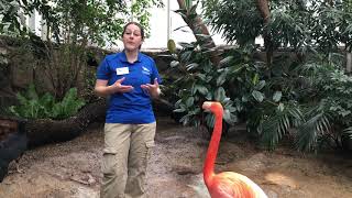 National Aviary Expert Christa Gaus talks Flamingos!