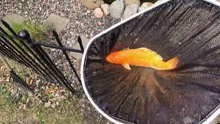 Switching KOI from their winter area to the SUMMER pond!!