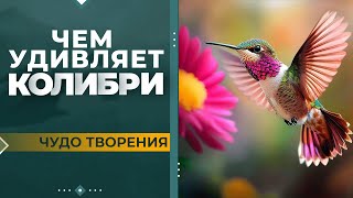 Чудо колибри | Чудо творения