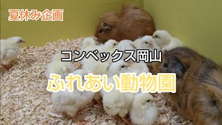 コンベックス岡山 ふれあい動物園 #岡山