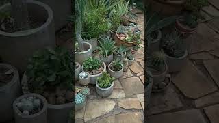 Succulent garden tour