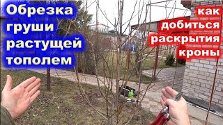 ОБРЕЗКА ГРУШИ растущей тополем