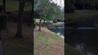 Alby chasing geese July 8, 2016