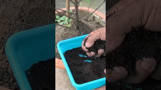 तुलसी के पौधे के लिए सबसे अच्छा organic fertilizer | Fertilizer For Basil