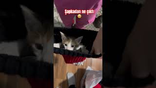 Şapkadan çıkan sürpriz #surprise #catlover ##cat #yavrukedi