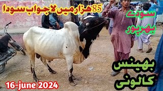 Bhains colony mandi rates update/cow mandi 2024/bhains colony mandi🌞🌡️🔥🫠 cow videos