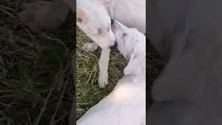 Young Dogs in joyful mood