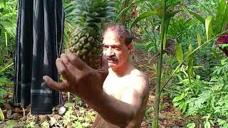 pineapple farming കൈത ച്ച കക. ക്രി ഷി