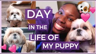 FUNNY DOG VLOG| DAY IN THE LIFE OF A DOG MOM