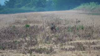 Roe Deer In Britain With Mark Ragless & 4Stable Sticks  V432