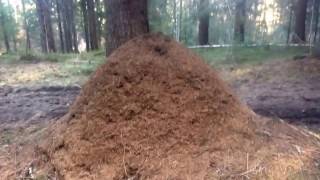 HUGE 1 1/2 meter formica rufa ant hill!!