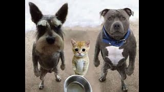 😺 Кто тут котенка обижает? 🐕 Смешное видео с собаками, кошками и котятами! 😸