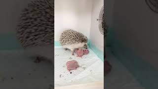 HEDGEHOG african with his PUPPIES #shorts