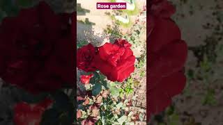 Rose garden bathinda#punjab#cu#shorts#viral song