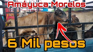 Vacas -toretes - becerros - toros  y mas - AMAYUCA MORELOS plaza ganadera @ElRanchoyyoTagDominguez