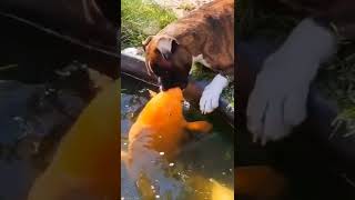 Dog and fish love 😍