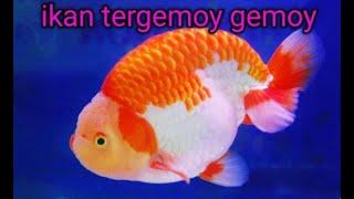 Ikan Tergemoy Gemoy 😉