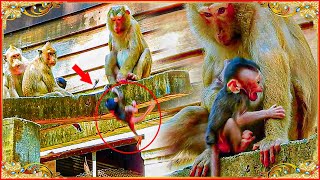 G@d Help..!! Tr@oped P@or Baby Monkey Down. Monkey Button.