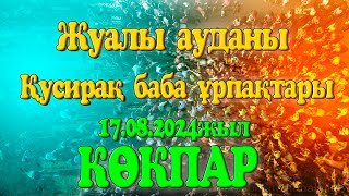 17.08.2024ж Жамбыл облысы Жуалы ауданы Ырысбек батыр ауылы Қусирақ баба ұрпақтары берген көкпар