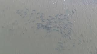 Huge school of RedFish Winter Time Salt Water Fishing