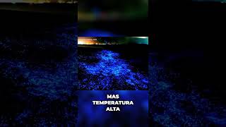 Explorando a Bioluminescência na Ilha de Vadhoo:  Um Fenômeno Deslumbrante nas Maldivas