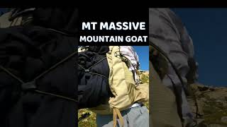 MT MASSIVE MOUNTAIN GOAT