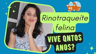 Gato com rinotraqueíte felina pode viver até quantos anos? 😕