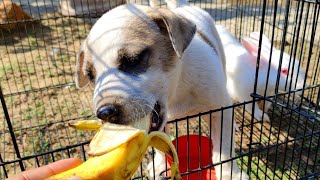 Gultair puppy loves to eat bananas Spike and Luna are feeding together 🐾🐶🐇🐰