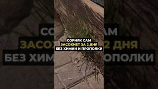 Сорняк засохнет через 2 дня #дача #огород #сорняки