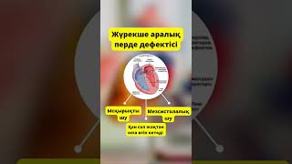 Жүрек аускультациясы 2-бөлім🫀✅ #медицина #рекомендации #аускультация #жүрек #медицина #🫀