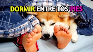 ¿Por qué mi Perro Duerme sobre Mis Pies?