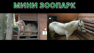 Мини-зоопарк | Конный клуб