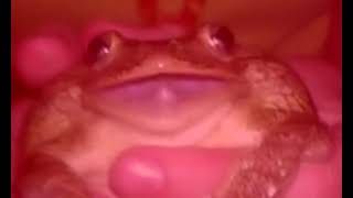 frog scream