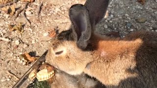 Rabbit: “We love cookies!”