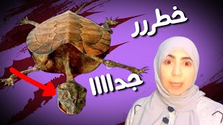 اين تذهب السلاحف بعد موتها؟