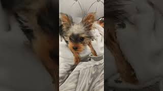 Yorkie Puppy Eating Mint Leaf