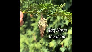 BagWorm Invasion