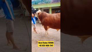 Inilah Penampakan Sapi Terbesar Di Ponorogo - Beratnya 1 Ton Up🔥 #shortvideo #sapijumbo