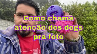 Como chamar atenção dos dogs pra foto?