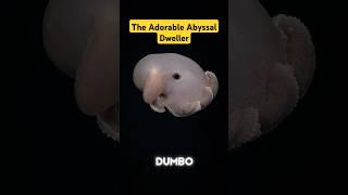 A Deep Dive with the Dumbo Octopus #factshorts #shorts #animals