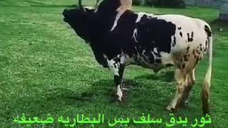 ثور يدق سلف بس البطارية ضعيفه