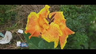 Canna Lily