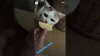 nice cat refuse to eat apple