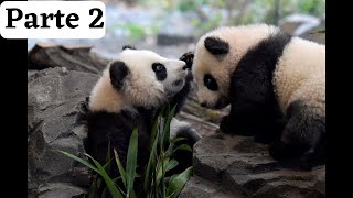 Filhotes de Panda, ursinhos carinhosos parte 2 2022. #Shorts