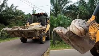 'Demon' crocodile is BEHEADED by superstitions locals in Indonesia